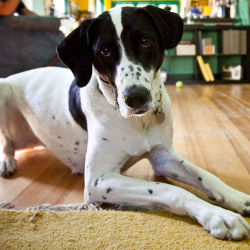 DogWatch of Central Ontario, Port Sydney, Ontario | Indoor Pet Boundaries Contact Us Image