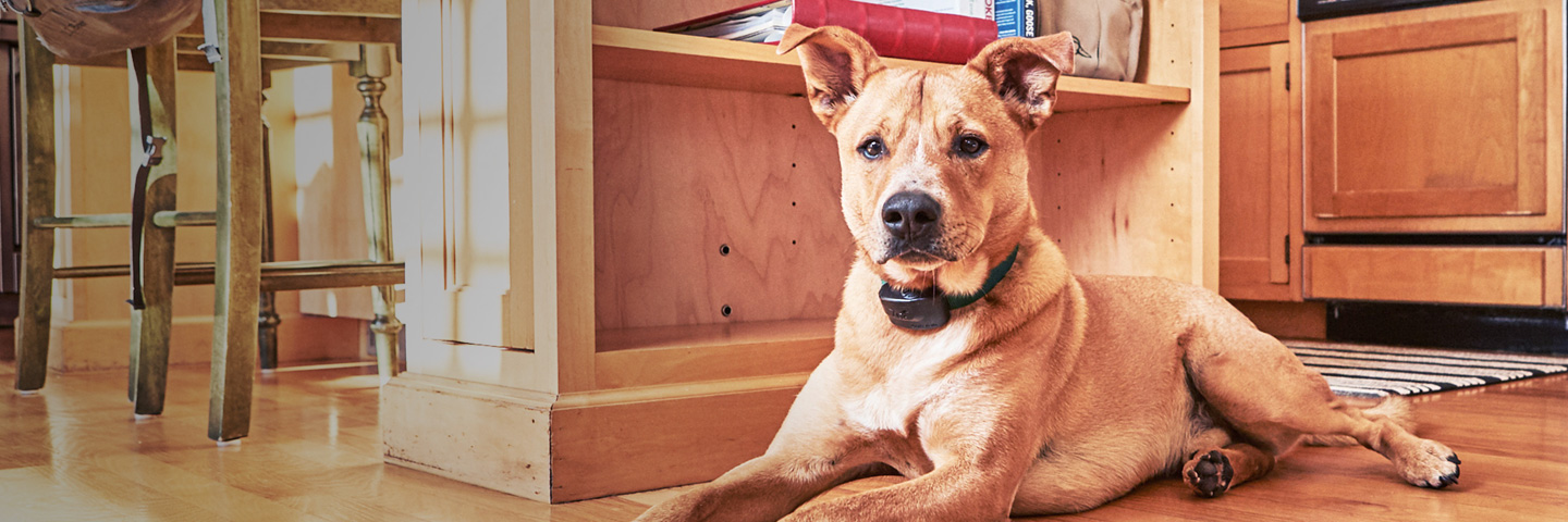 DogWatch of Central Ontario, Port Sydney, Ontario | Indoor Pet Fences Slider Image