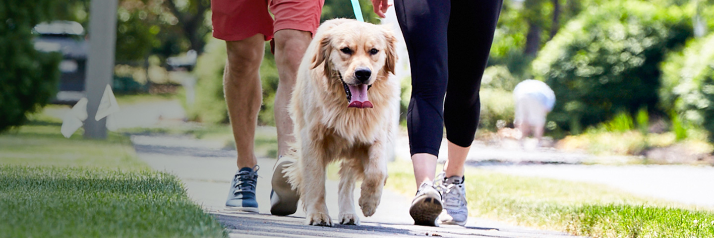 DogWatch of Central Ontario, Port Sydney, Ontario | SideWalker Leash Trainer Slider Image